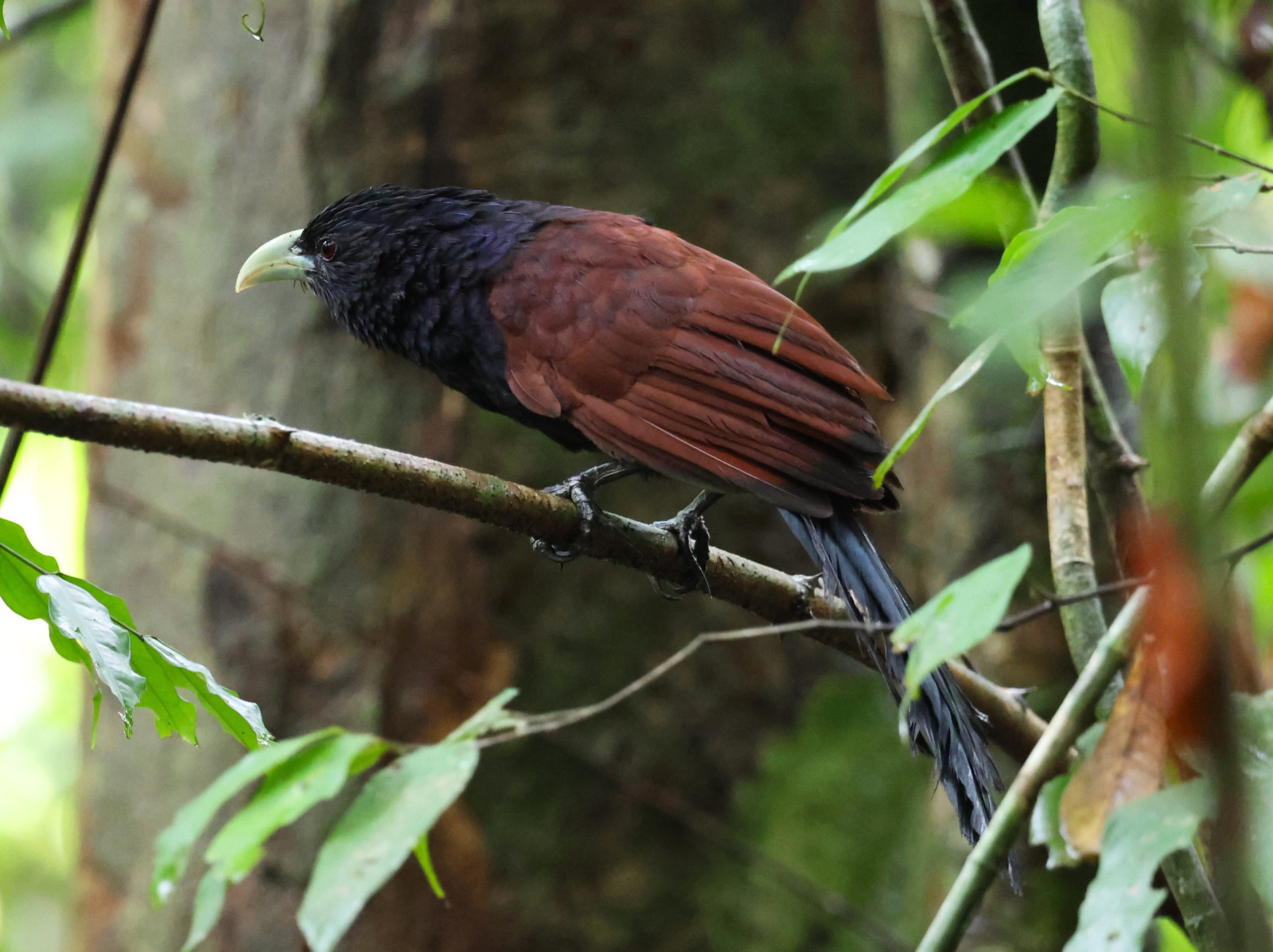 image Green-billed Coucal